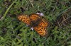 Melitaea arduinna: Male (Northern Greece, Vitsi, late June 2013) [N]