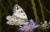 Melanargia arge: Weibchen (Italien, Bari, Anfang Mai 2025) [N]