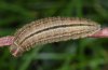 Erebia cassioides: Raupe (e.o. Cuneo) [S]