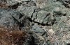 Ypthima asterope: Eiablagehabitat in einer Felsspalte (Bildmitte) am Fuß einer Felsböschung (Zypern, N von Paphos, Anfang November 2016) [N]