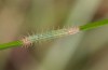 Ypthima asterope: Larva in the first instar (e.o. rearing, Cyprus, N of Paphos, early November 2016) [S]