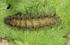 Vanessa atalanta: Larva (e.l. Tenerife 2012) [S]