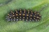 Melitaea athalia: Raupe [S]