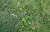 Euphydryas aurinia: Jungraupennest an Succisa (Allgäu, Seeg, Mitte Juli 2020) [N]