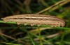 Hipparchia azorina: Taxon miguelensis: Larva (e.l. Saint Miguel 2013) [S]