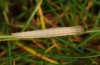 Hipparchia azorina: Taxon miguelensis: L2 larva (Azores, Saint Miguel, Monte Escuro, 800m asl, mid November 2013) [M]