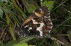 Hipparchia azorina: Taxon occidentalis: adult (e.l. Azores, Flores Island, larva in March 2014) [S]