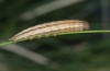 Hipparchia azorina: Taxon occidentalis: half-grown larva (Azores, Flores Island, March 2014) [M]