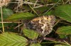 Hipparchia azorina: Taxon miguelensis: Imago (Azores, Saint Miguel, Cete Cidades, mid November 2013) [N]