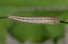 Hipparchia azorina: Taxon azorina: Halbwüchsige Raupe (Pico, Dezember 2014) [S]