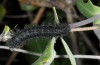 Euphydryas beckeri: Larva (S-Spain, Ronda, late March 2019) [N]