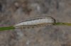 Chazara briseis: Half-grown larva