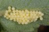 Melitaea britomartis: Ovae (detail) [N]