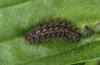Melitaea britomartis: Half-grown larva [S]
