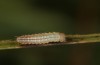 Erebia bubastis: Larva in the first instar after the first hibernation (e.o. rearing, Switzerland, Valais, rearing 2021-2022) [S]