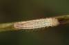Erebia bubastis: Larva in the first instar after the first hibernation (e.o. rearing, Switzerland, Valais, rearing 2021-2022) [S]