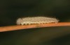 Erebia bubastis: Larva in the second instar (e.o. rearing, Switzerland, Valais, rearing 2021-2022) [S]