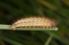 Erebia bubastis: Larva in the third instar in second hibernation (e.o. rearing, Switzerland, Valais, rearing 2021-2022) [S]