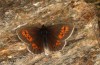 Erebia bubastis: Male (e.o. rearing, Switzerland, Valais, rearing 2021-2022) [S]