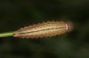 Erebia bubastis: Larva in the third instar after second hibernation (e.o. rearing, Switzerland, Valais, rearing 2021-2022) [S]