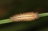 Erebia bubastis: Larva in the fourth and last instar (e.o. rearing, Switzerland, Valais, rearing 2021-2022) [S]