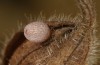 Erebia bubastis: Egg (Switzerland, Valais, August 2021, leg. Gregor Markl) [S]