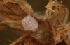 Erebia bubastis: Egg (Switzerland, Valais, August 2021, leg. Gregor Markl) [S]