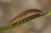 Erebia calcaria: Larva [S]