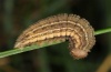 Erebia calcaria: Raupe [S]