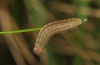 Erebia calcaria: Larva in penultimate instar [S]