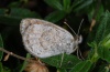 Erebia calcaria: Weibchen (Karawanken, 1900m NN, August 2012) [N]