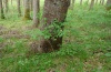 Limenitis camilla: Larvalhabitat in einem strauchreichen Fichtenforst bei Schwäbisch Gmünd, Mai 2012. An dem Lonicera-Busch im Vordergrund saß die im vorigen Bild gezeigte Raupe. [N]