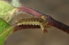 Limenitis camilla: Half-grown larva (eastern Swabian Alb, Southern Germany 2012) [N]