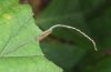 Limenitis camilla: Jungraupe (Anfang September) [N]