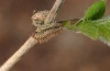 Limenitis camilla: Young larva after the hibernation (eastern Swabian Alb, Southern Germany, late April 2012) [N]