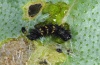 Vanessa cardui: Young larva on Echium (La Gomera, February 2013) [M]