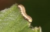 Libythea celtis: L3-larva (central Spain, Avila, Mombeltran, 08. May 2022) [S]