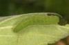Libythea celtis: L5-larva (central Spain, Avila, Mombeltran, 08. May 2022) [M]