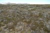 Boloria chariclea: Habitat (N-Schweden, Abisko, Anfang Juli 2020) [N]
