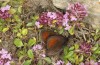 Erebia christi: M&auml;nnchen (Simplon-S&uuml;dseite, 2200m)