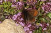 Erebia christi: M&auml;nnchen (Simplon-S&uuml;dseite, 2200m)