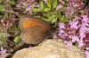 Erebia christi: M&auml;nnchen (Simplon-S&uuml;dseite, 2200m)