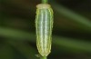 Erebia christi: L2-Raupe (Simplon-S&uuml;dseite, 2200m)