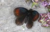Erebia christi: M&auml;nnchen (Simplon-S&uuml;dseite, 2200m)