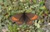 Erebia christi: Weibchen (Simplon-S&uuml;dseite, 2200m)