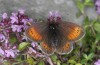 Erebia christi: Weibchen (Simplon-S&uuml;dseite, 2200m)