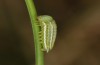 Erebia christi: L3-Raupe (Simplon-S&uuml;dseite, 2200m)