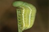 Erebia christi: L4-Raupe (Simplon-S&uuml;dseite, 2200m)