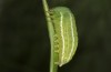 Erebia christi: L4-Raupe (Simplon-S&uuml;dseite, 2200m)