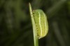 Erebia christi: L4-Raupe (Simplon-S&uuml;dseite, 2200m)